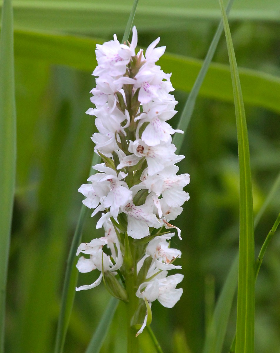 Dactylorhiza Fuchsii Common Spotted orchid dactylorhiza-fuchsii-common-spotted-orchid